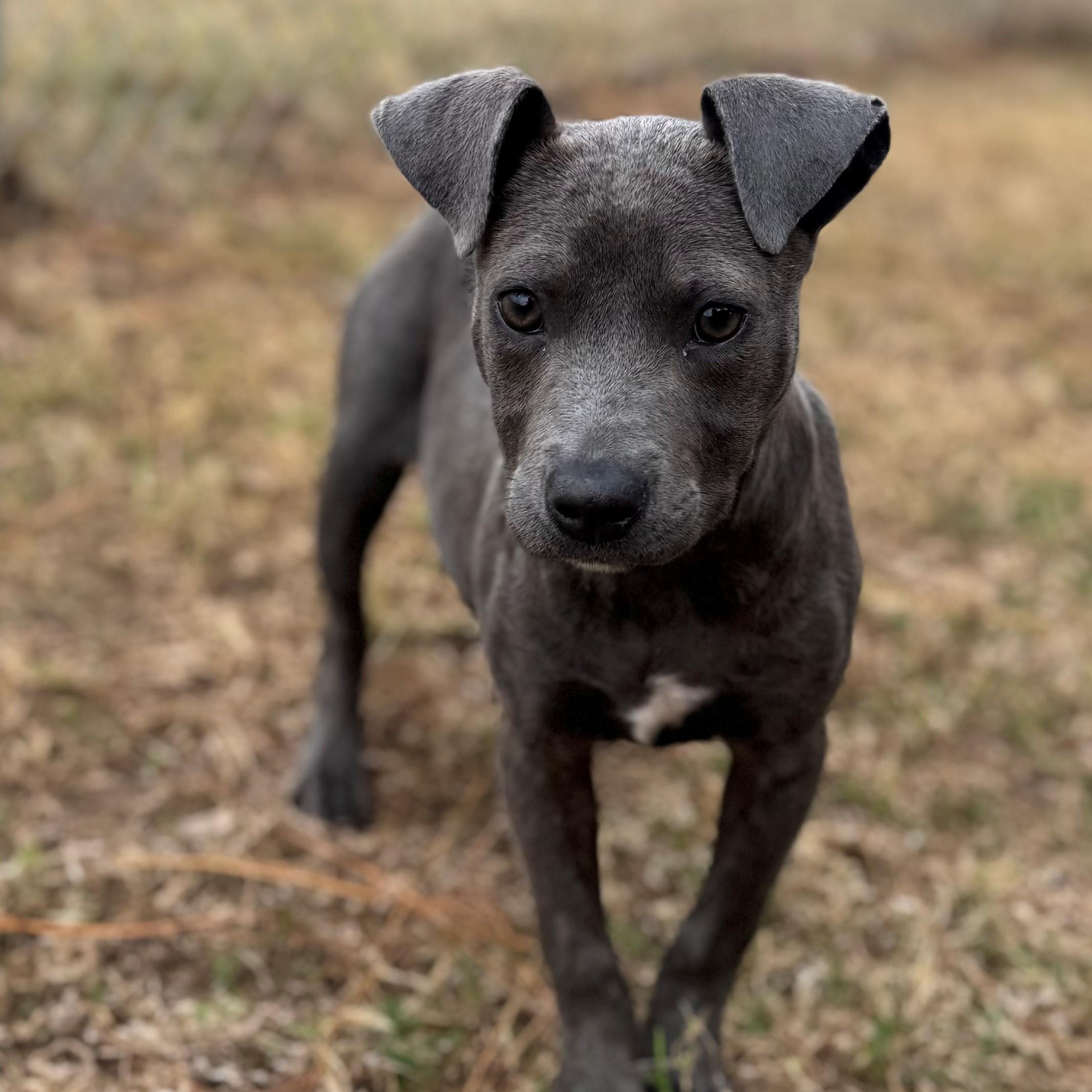 Enlarge Jenny, an adopted Mixed Breed in Summerdale, AL image 1/1