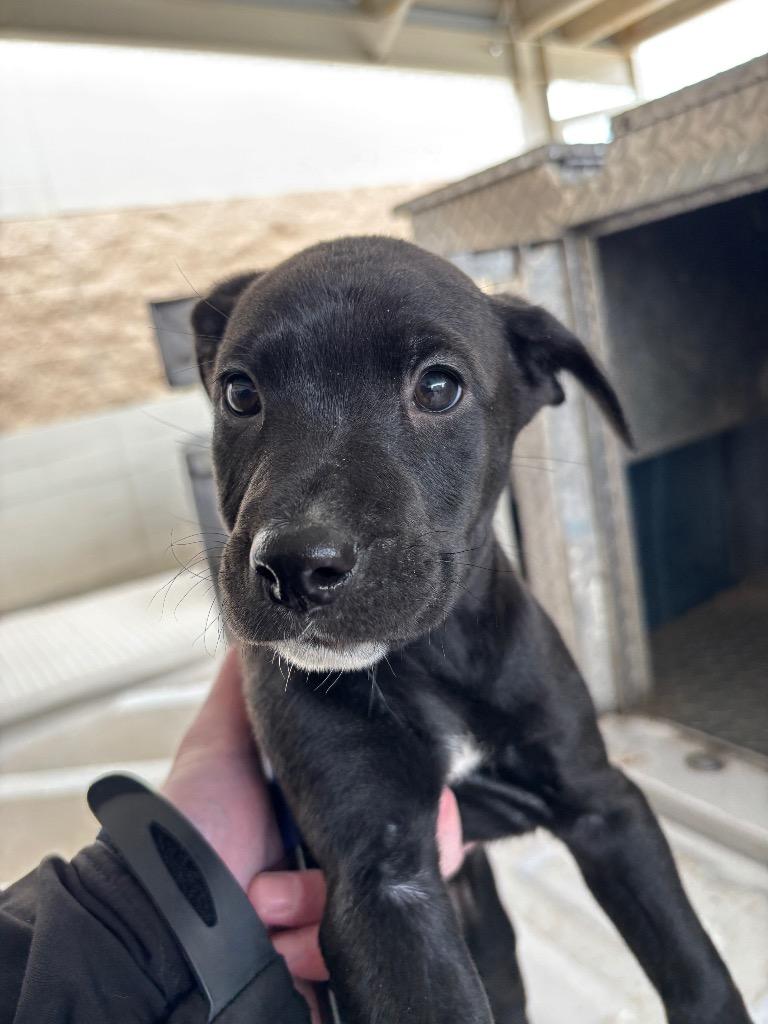 HOMER, Adoptable, Puppy Male Pit Bull Terrier.
