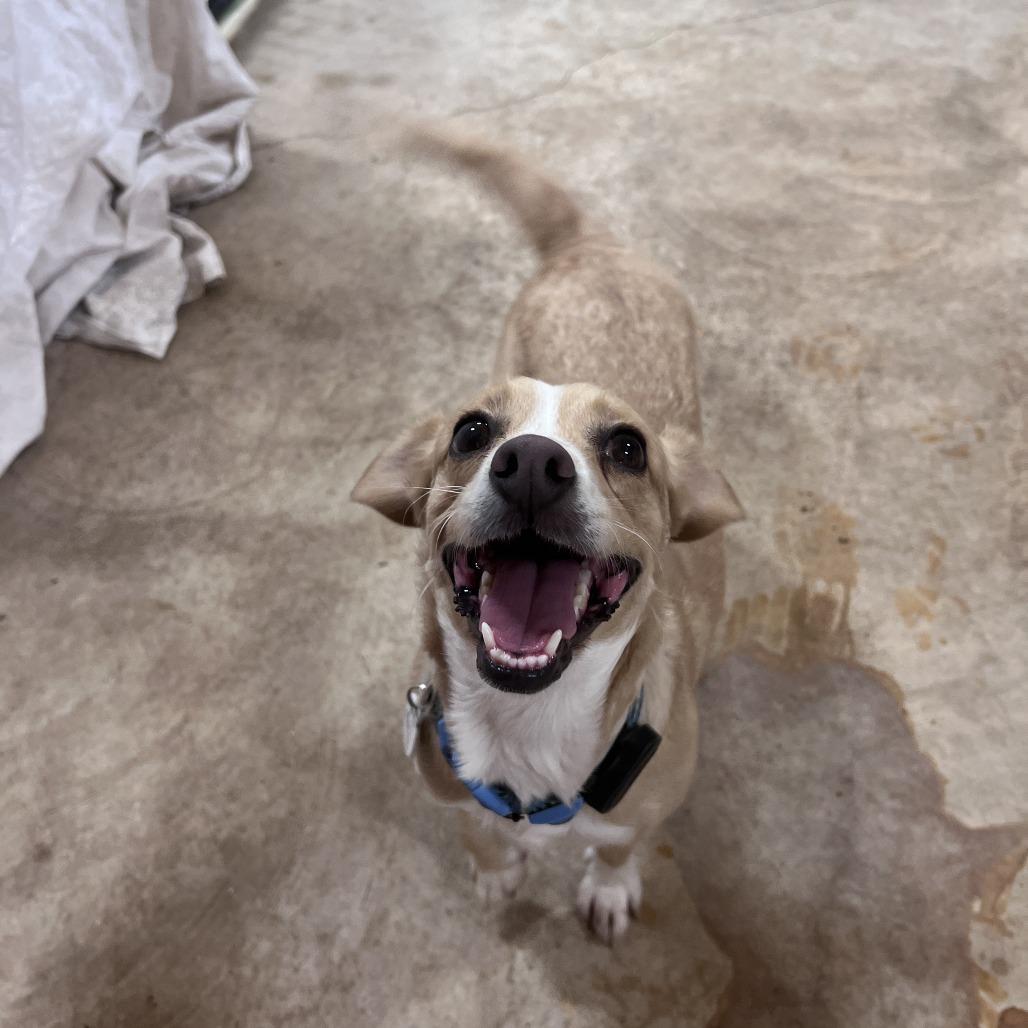 Molly, a Adoptable mixed breed in San Saba, TX image 2/3
