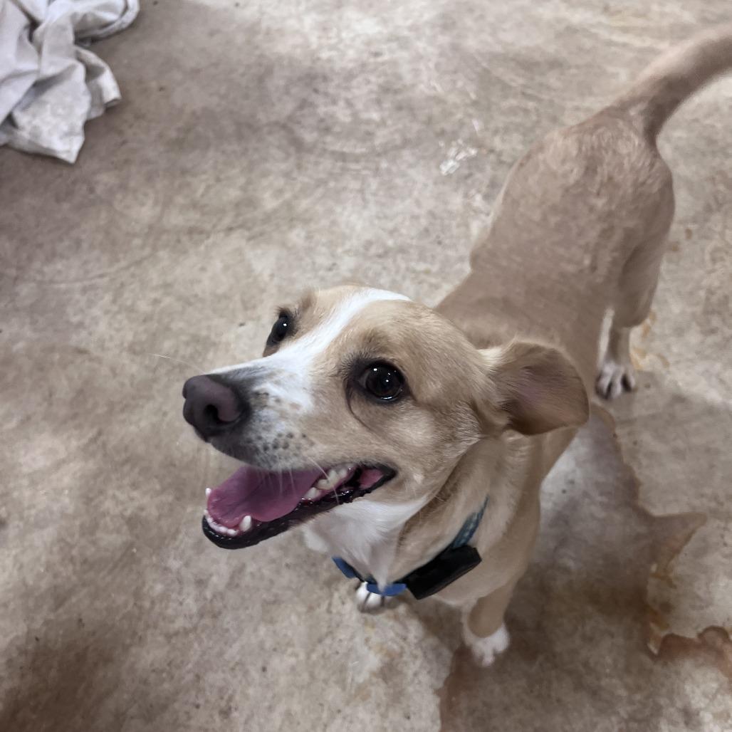 Molly, a Adoptable mixed breed in San Saba, TX image 3/3