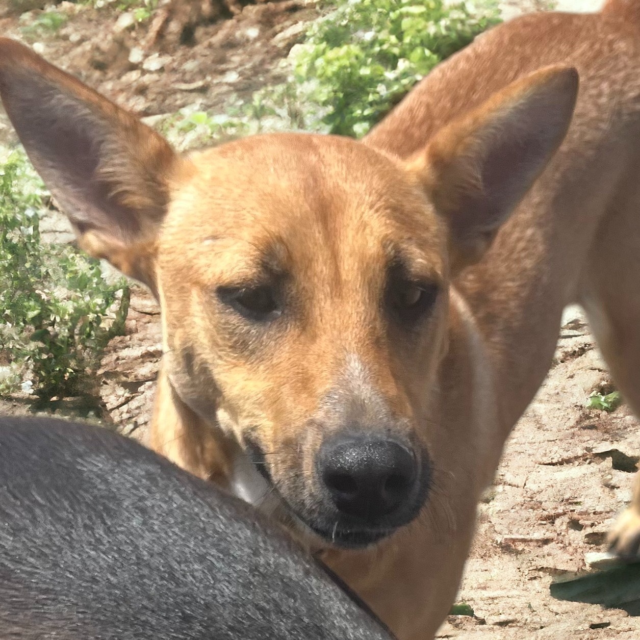 Violet, Adult Female Black Mouth Cur