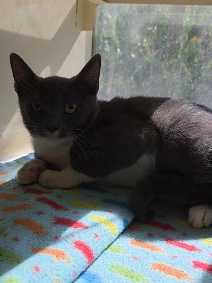 Peppino, a Adoptable Domestic Short Hair in Chesapeake, VA image 1/2