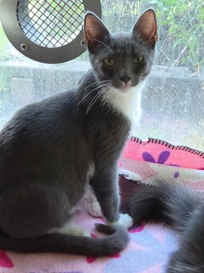 Peppino, a Adoptable Domestic Short Hair in Chesapeake, VA image 2/2