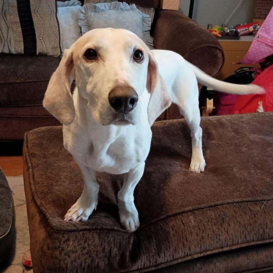 Bruno, an adopted mixed breed in Raleigh, NC image 1/6