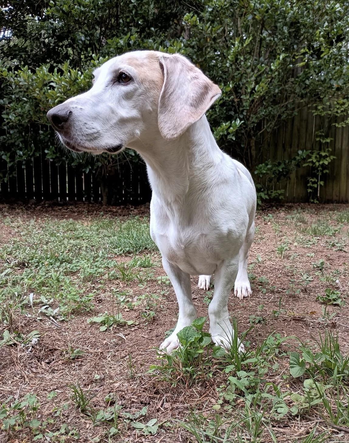 Bruno, an adopted mixed breed in Raleigh, NC image 2/6
