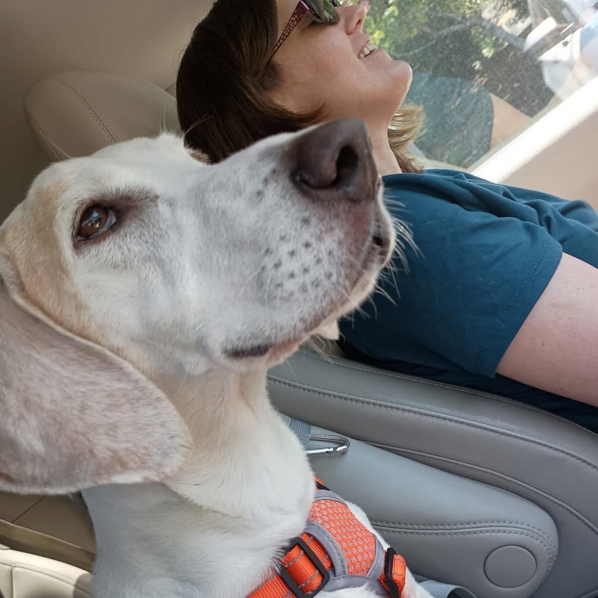 Bruno, an adopted mixed breed in Raleigh, NC image 3/6