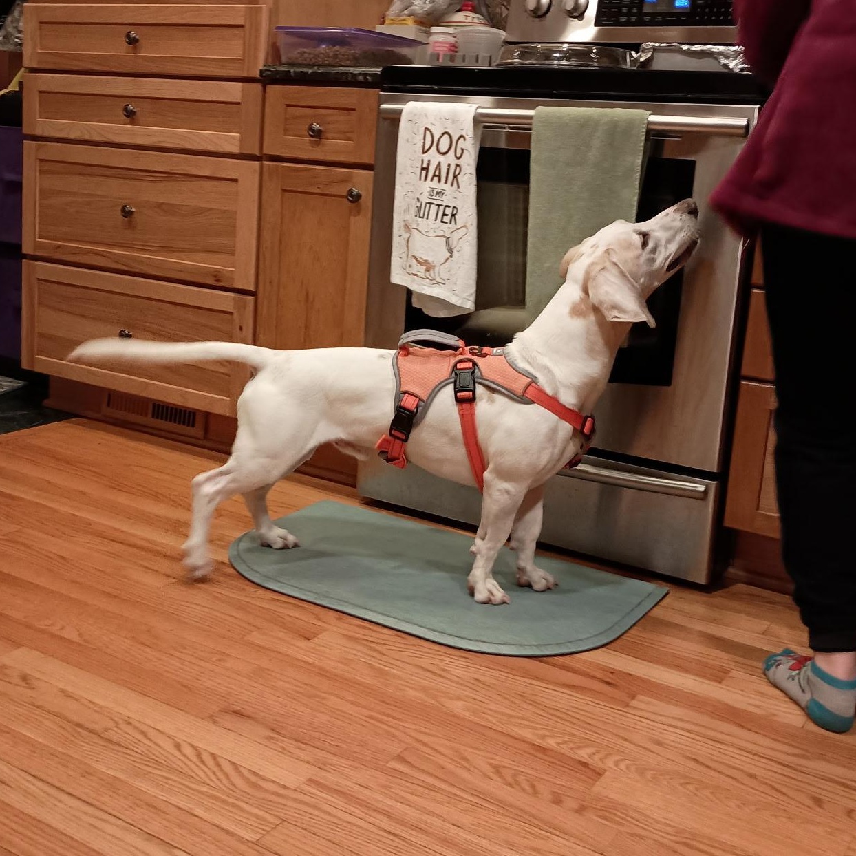 Bruno, an adopted mixed breed in Raleigh, NC image 4/6