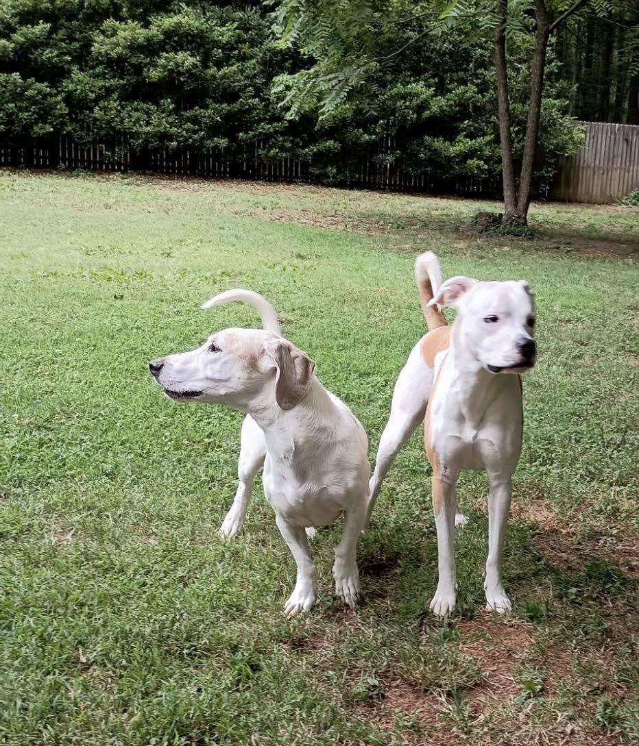 Bruno, an adopted mixed breed in Raleigh, NC image 6/6
