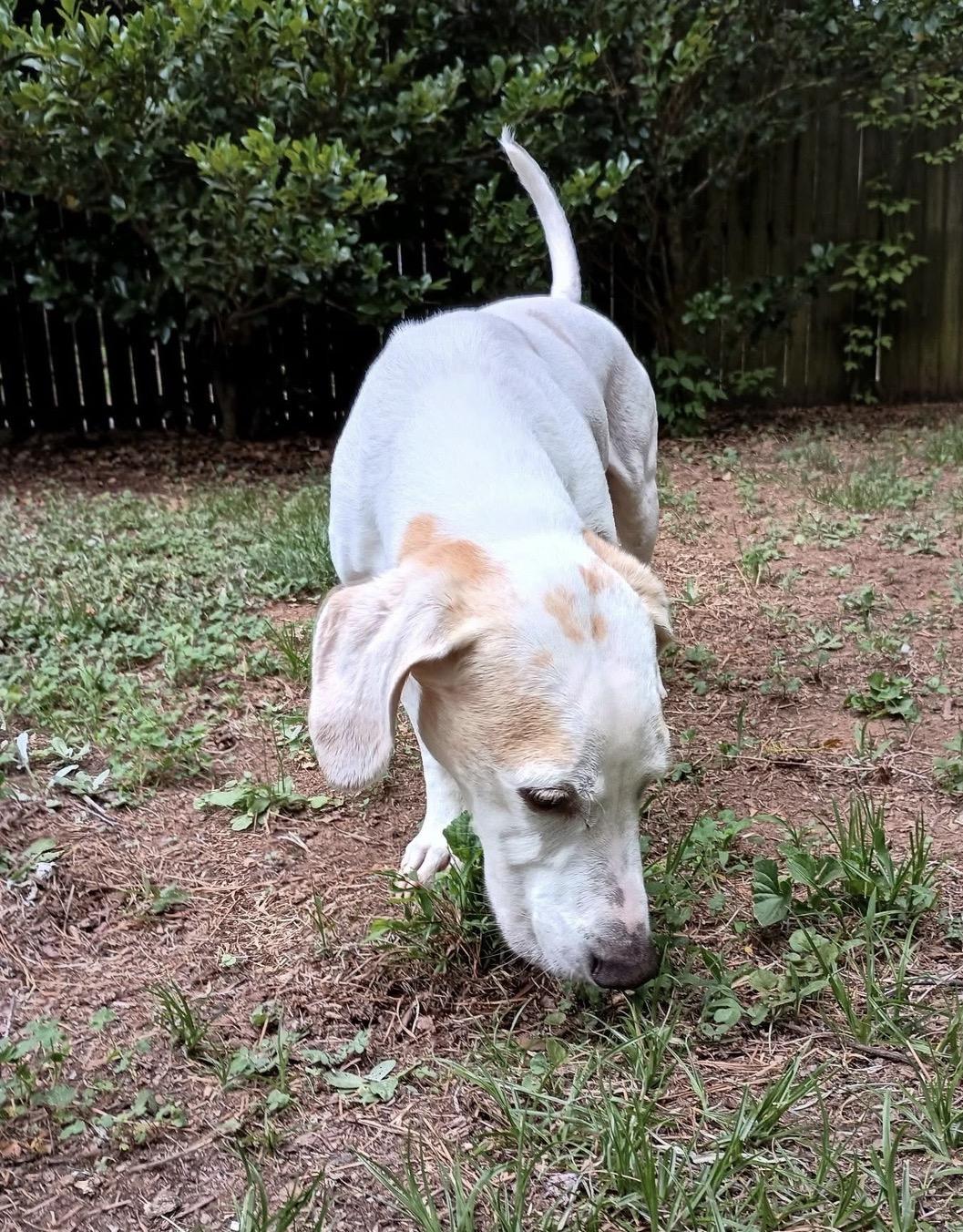 Bruno, an adopted mixed breed in Raleigh, NC image 5/6