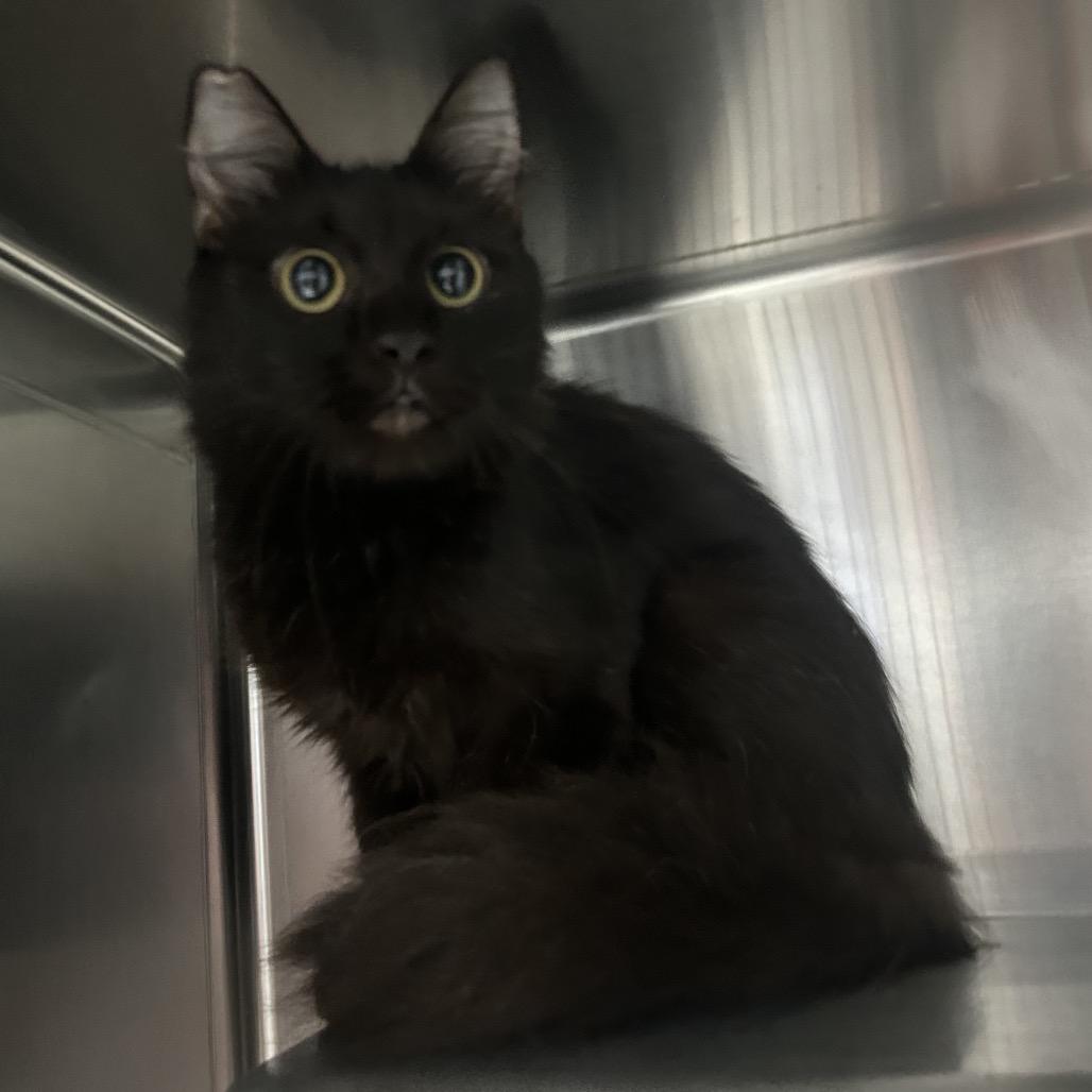 Naan, Adoptable, Young Female Domestic Short Hair.