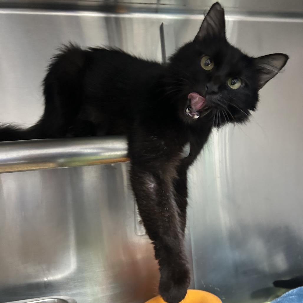 Enlarge Naan, a Adoptable Domestic Short Hair in Pensacola, FL image 2/2