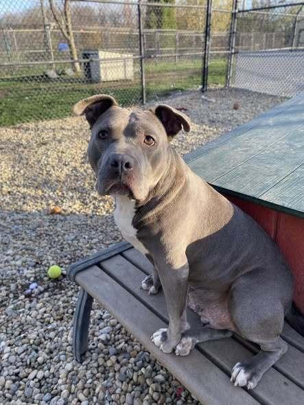 Star, Adoptable, Adult Female Pit Bull Terrier.