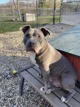 Enlarge Star, a Adoptable Pit Bull Terrier in Indianapolis, IN image 2/2