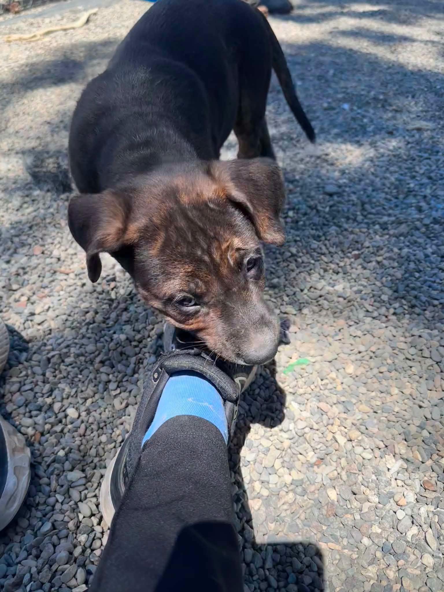 Enlarge Thelma, Fred and Daphne, a ADOPTABLE mixed breed in Weaverville, CA image 4/6