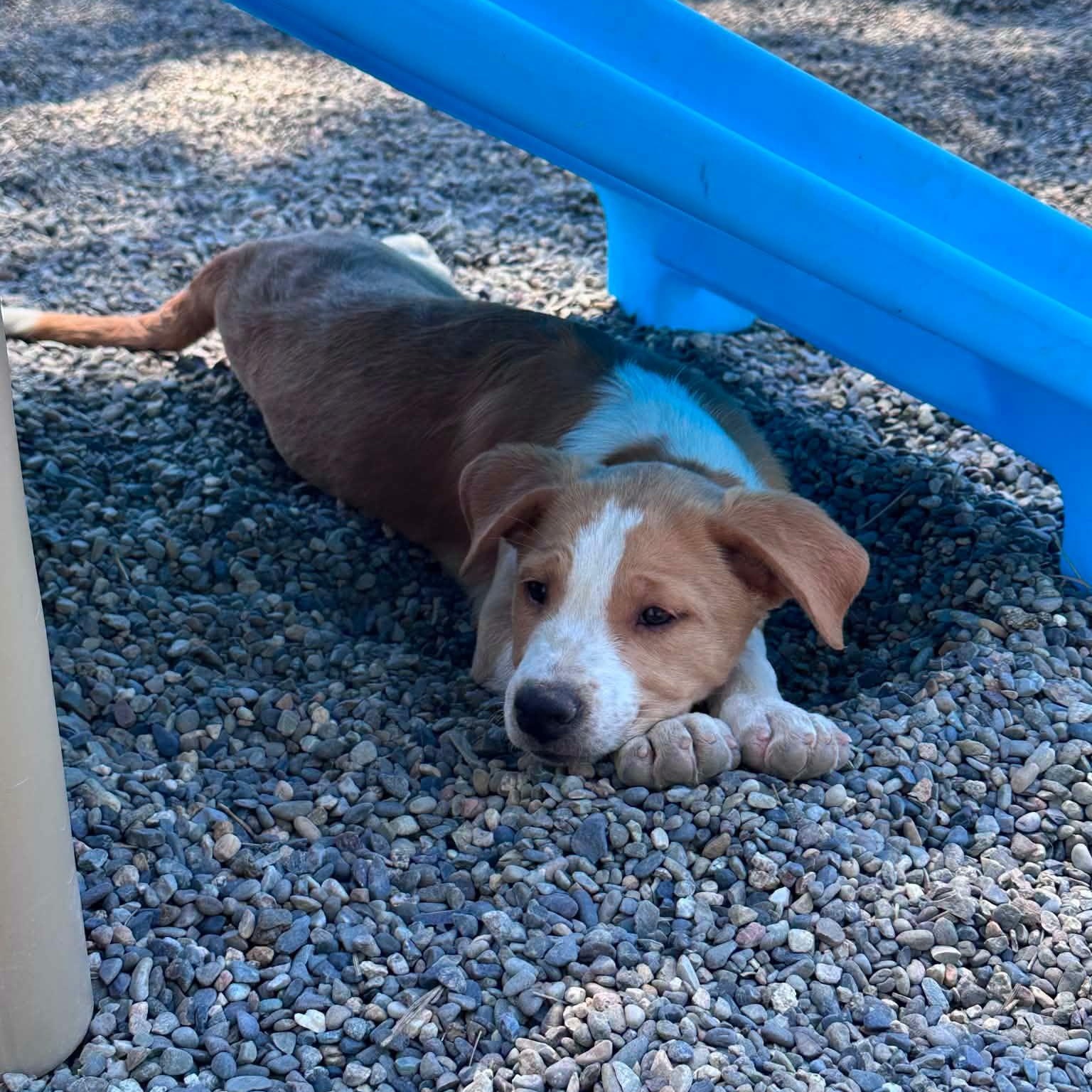 Enlarge Thelma, Fred and Daphne, a ADOPTABLE mixed breed in Weaverville, CA image 6/6