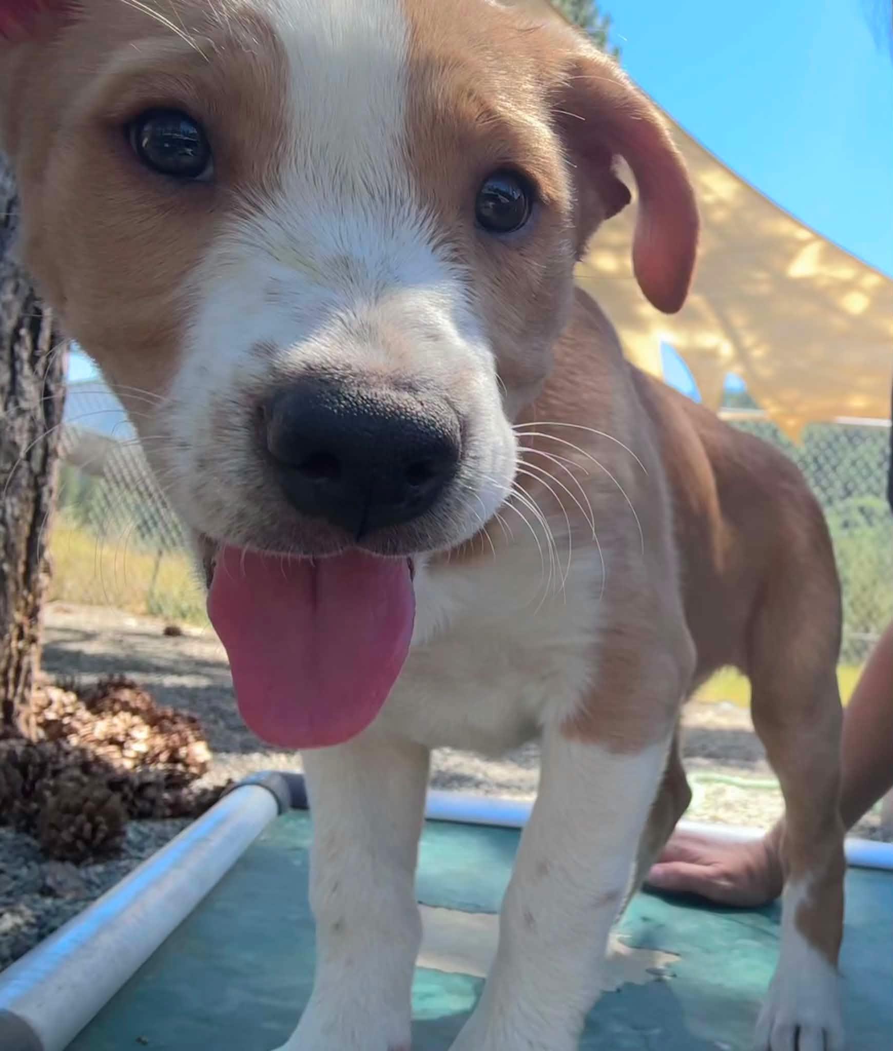 Enlarge Thelma, Fred and Daphne, a ADOPTABLE mixed breed in Weaverville, CA image 5/6