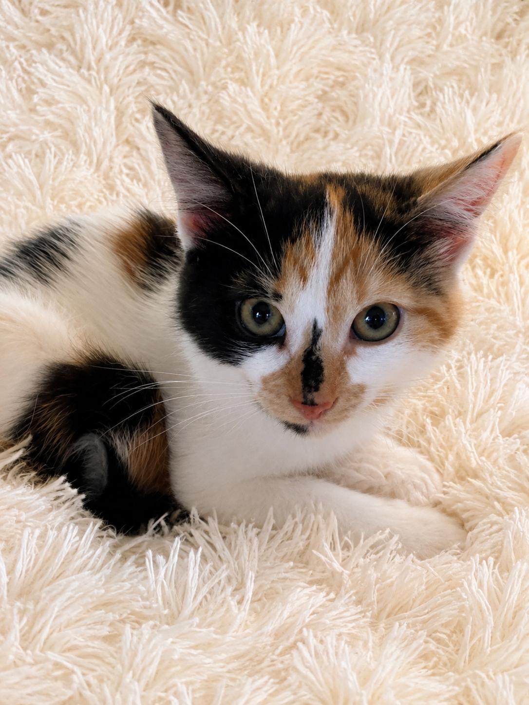 Razz, Adoptable, Kitten Female Domestic Short Hair.