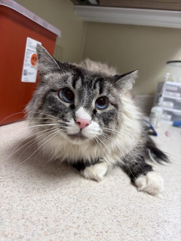 Enlarge Boo, a Adoptable mixed breed in Great Falls, MT image 1/2