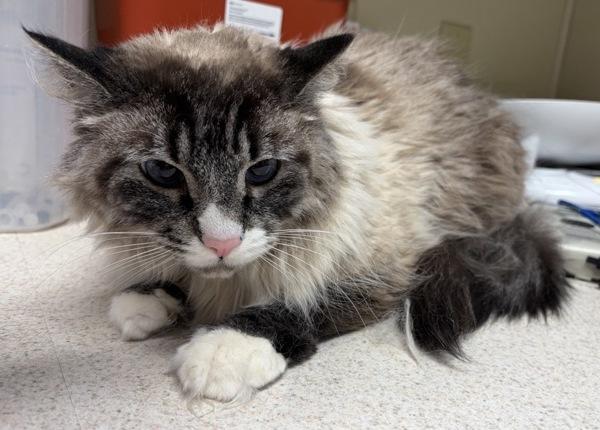 Enlarge Boo, a Adoptable mixed breed in Great Falls, MT image 2/2