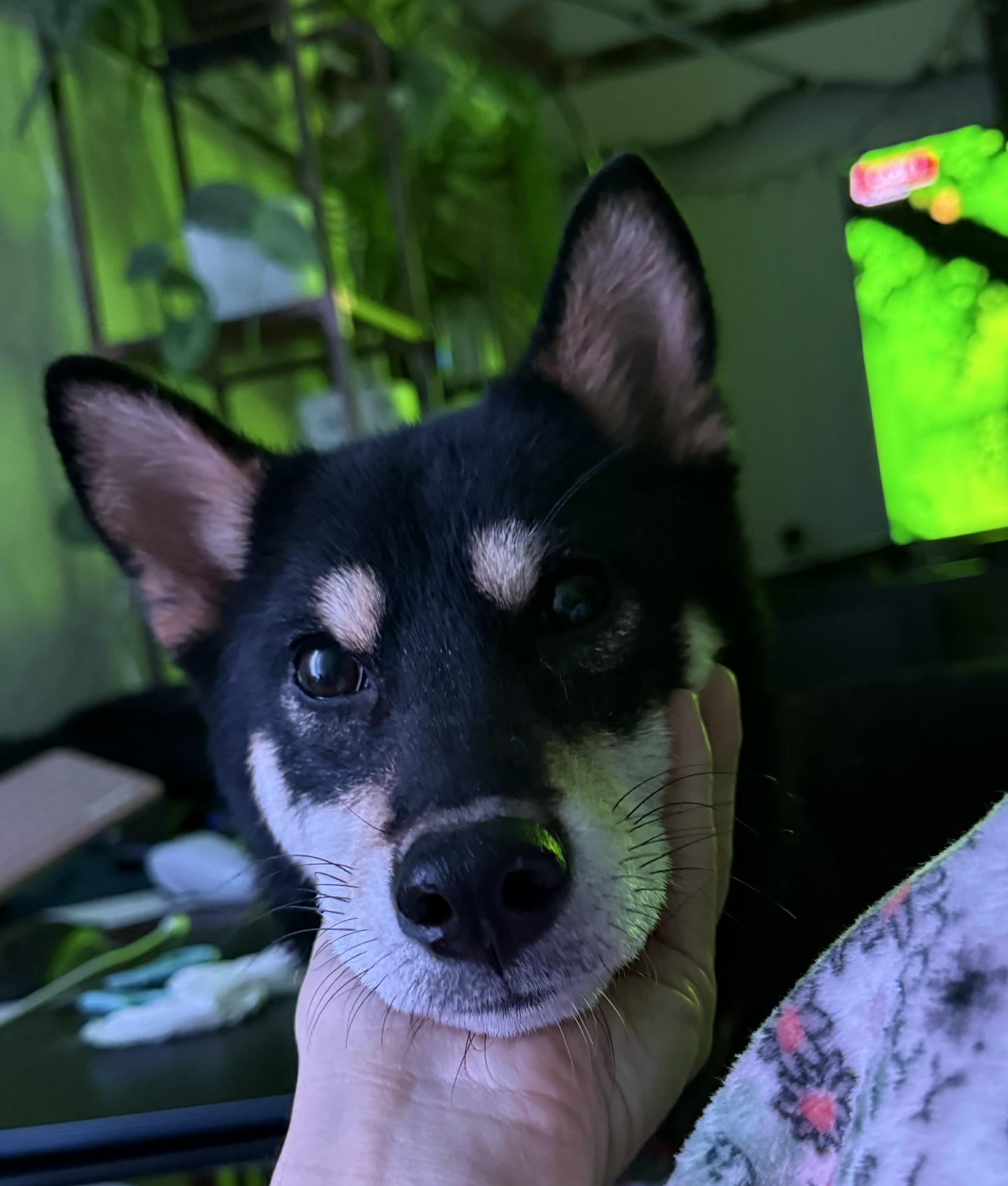 Tommy , a ADOPTABLE Shiba Inu in Vancouver, BC image 5/5