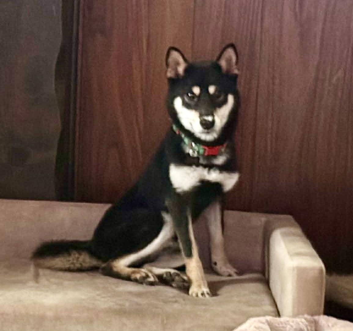 Tommy , a ADOPTABLE Shiba Inu in Vancouver, BC image 1/5