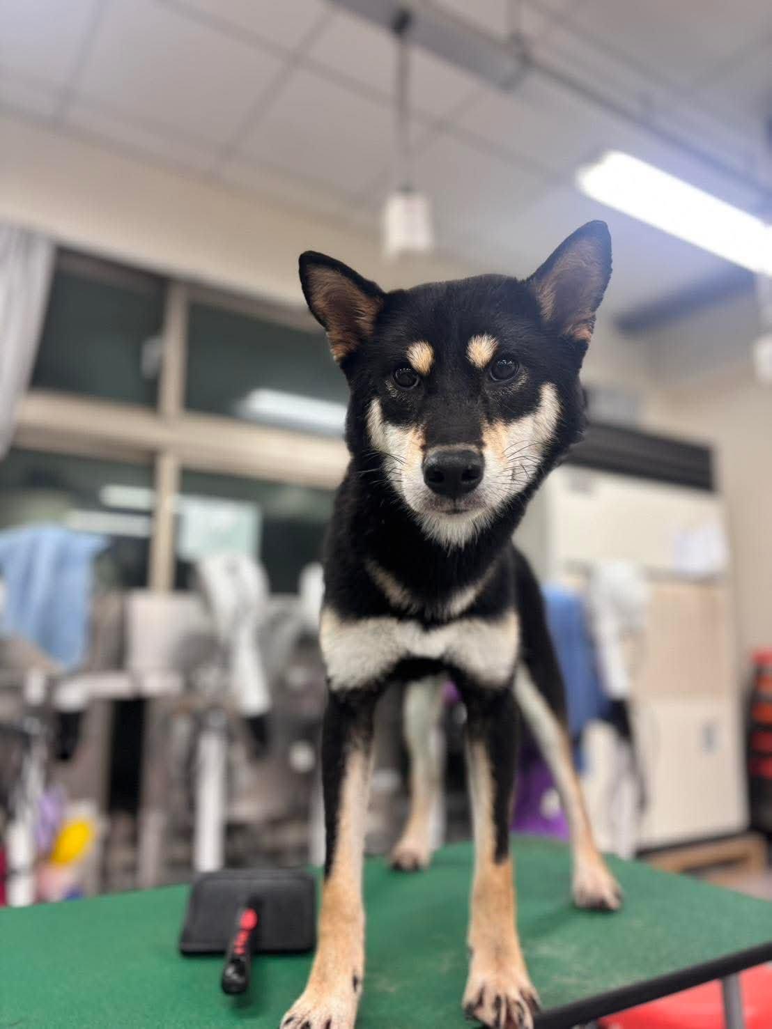 Tommy , a ADOPTABLE Shiba Inu in Vancouver, BC image 2/5