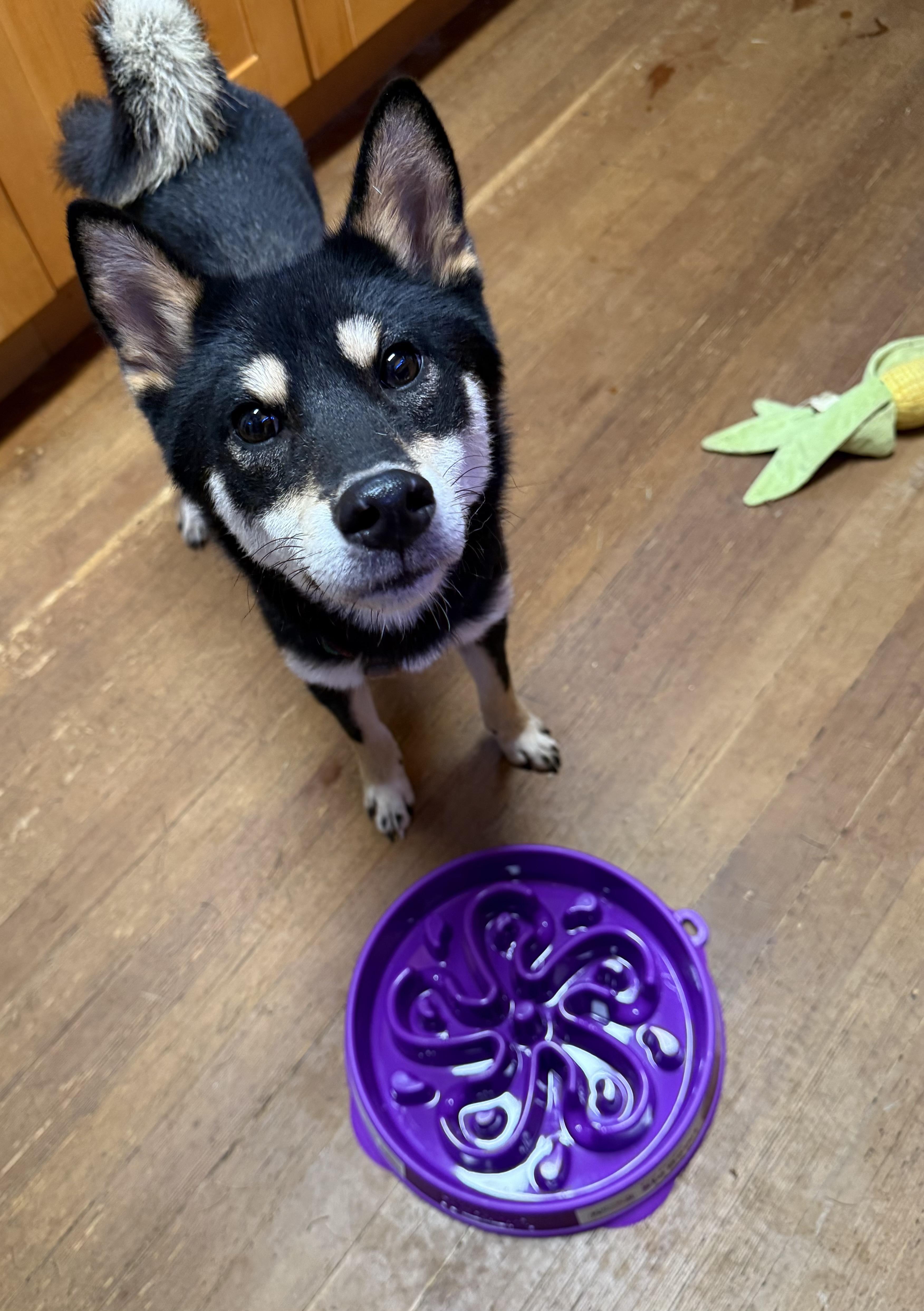 Tommy , a ADOPTABLE Shiba Inu in Vancouver, BC image 3/5