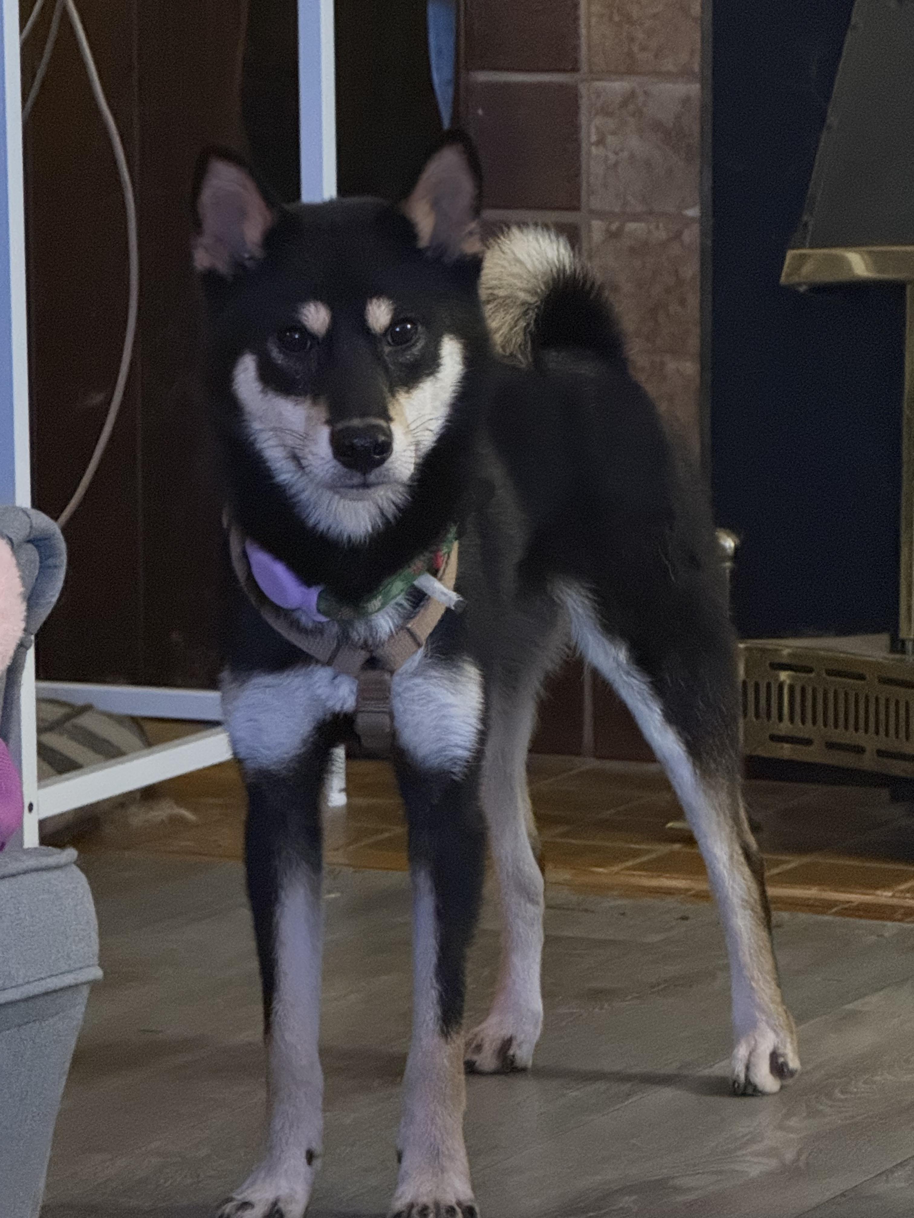 Tommy , a ADOPTABLE Shiba Inu in Vancouver, BC image 4/5