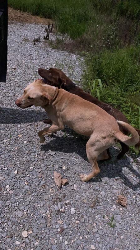 Dexter, Adoptable, Adult Male Yellow Labrador Retriever & Mixed Breed.