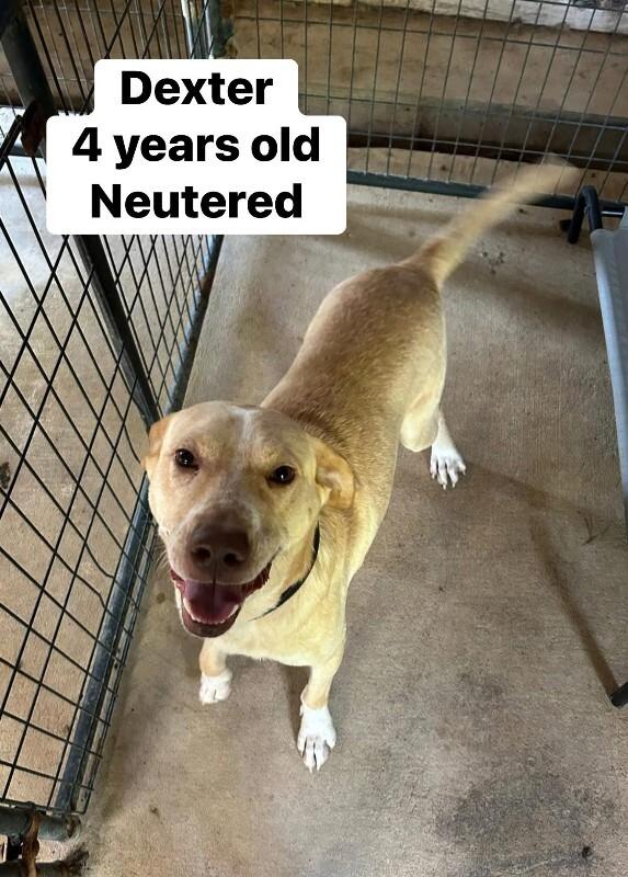Dexter, a Adoptable mixed breed in Alamo, TN image 2/2