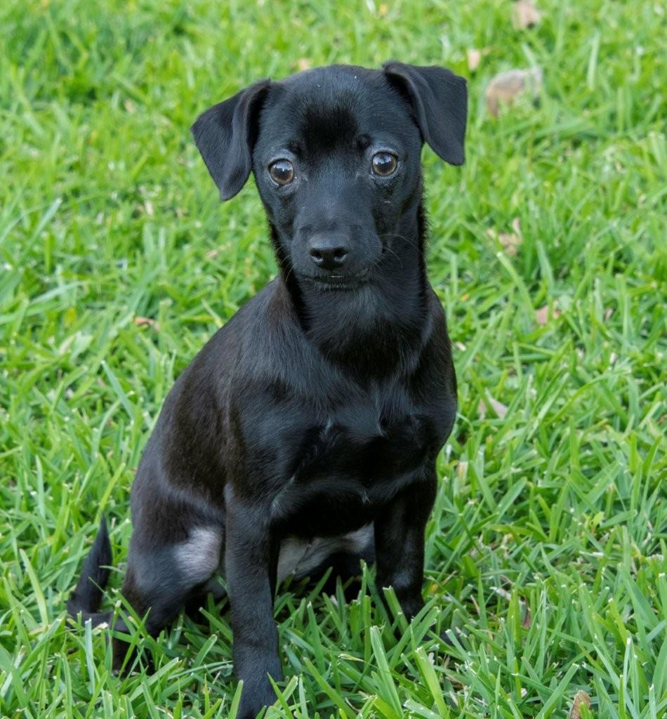 Enlarge Blossom, a ADOPTABLE mixed breed in La Palma, CA image 2/7