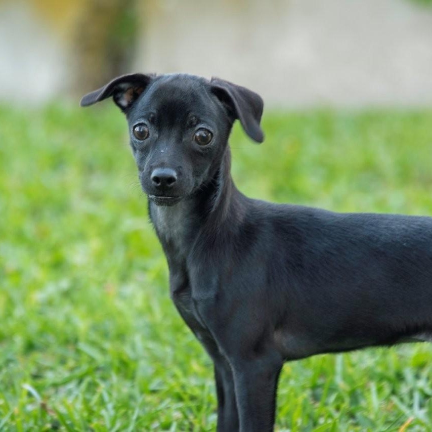 Enlarge Blossom, a ADOPTABLE mixed breed in La Palma, CA image 6/7