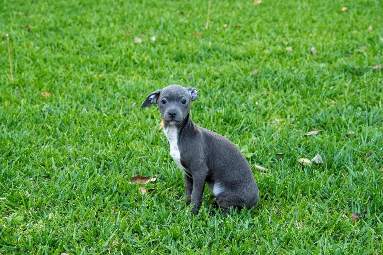 Enlarge Blossom, a ADOPTABLE mixed breed in La Palma, CA image 5/7