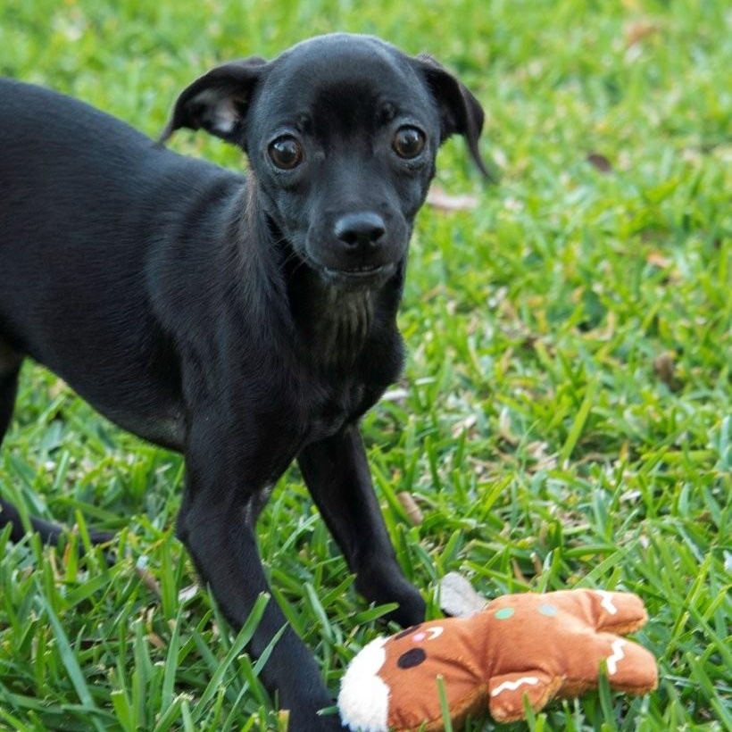 Enlarge Blossom, a ADOPTABLE mixed breed in La Palma, CA image 7/7