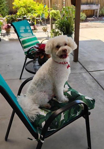 Max, Adopted, Adult Male Bichon Frise & Poodle.