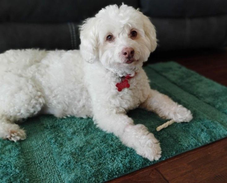 Enlarge Max, a Adopted mixed breed in San Diego, CA image 2/3