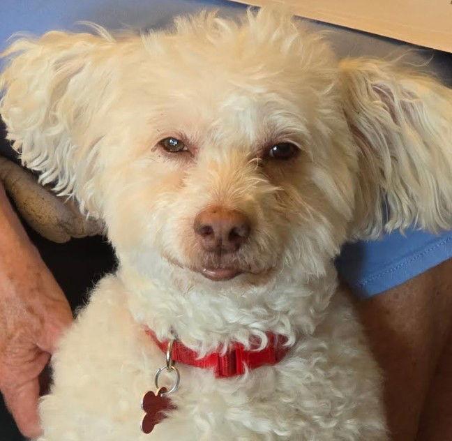 Enlarge Max, a Adopted mixed breed in San Diego, CA image 3/3