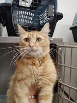 Enlarge Pixel, a Adoptable mixed breed in Republic, MO image 1/1