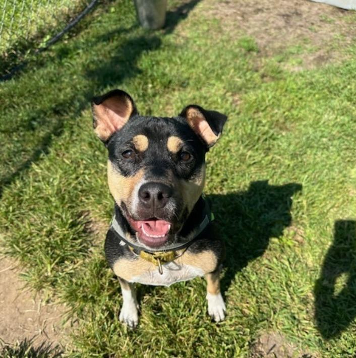Meg, Adoptable, Adult Female Shepherd & Mixed Breed.