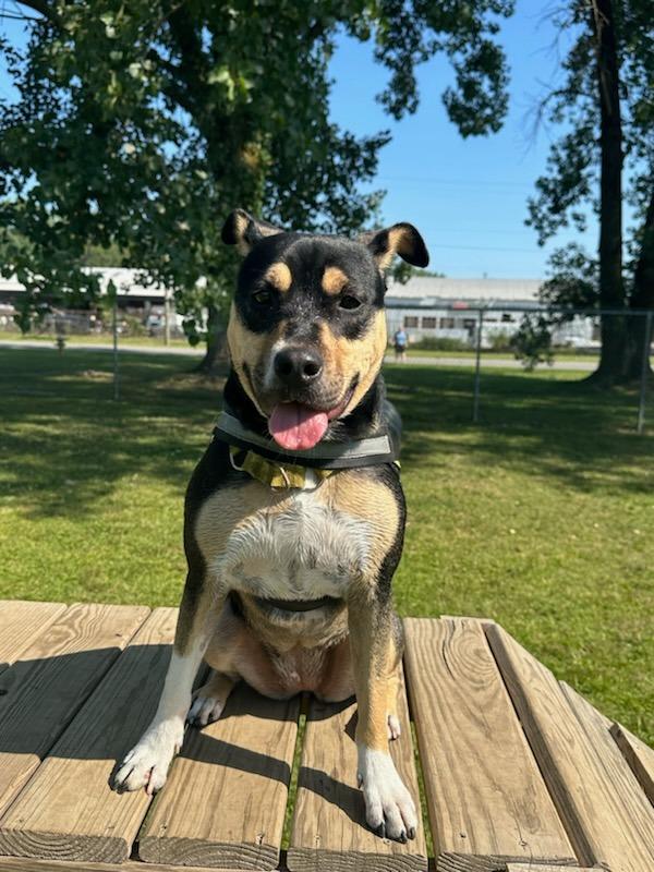 Meg, Adoptable, Adult Female Shepherd & Mixed Breed.