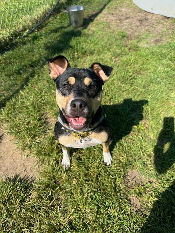 Meg, a Adoptable mixed breed in South Bend, IN image 2/6