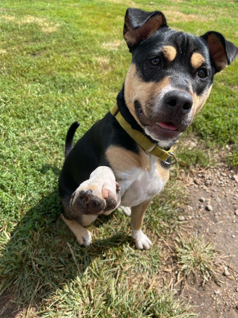 Enlarge Meg, a Adoptable mixed breed in South Bend, IN image 3/6