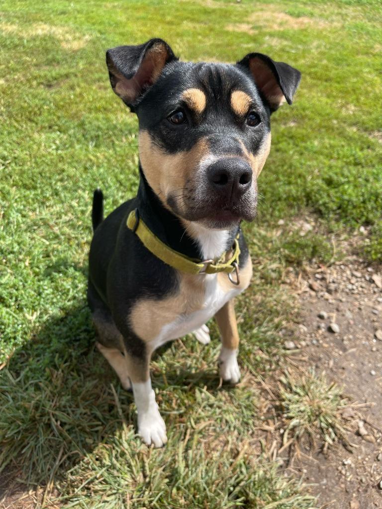 Meg, a Adoptable mixed breed in South Bend, IN image 3/6