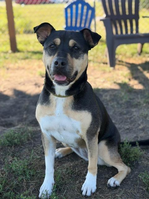Enlarge Meg, a Adoptable mixed breed in South Bend, IN image 5/6