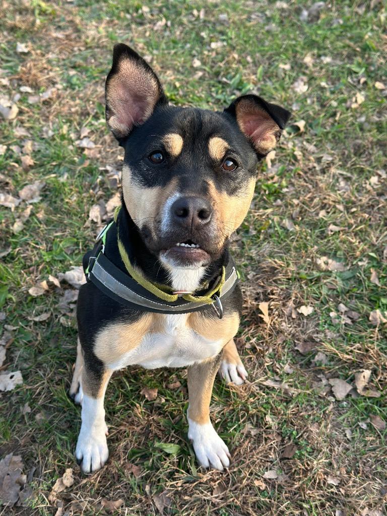 Meg, a Adoptable mixed breed in South Bend, IN image 4/6