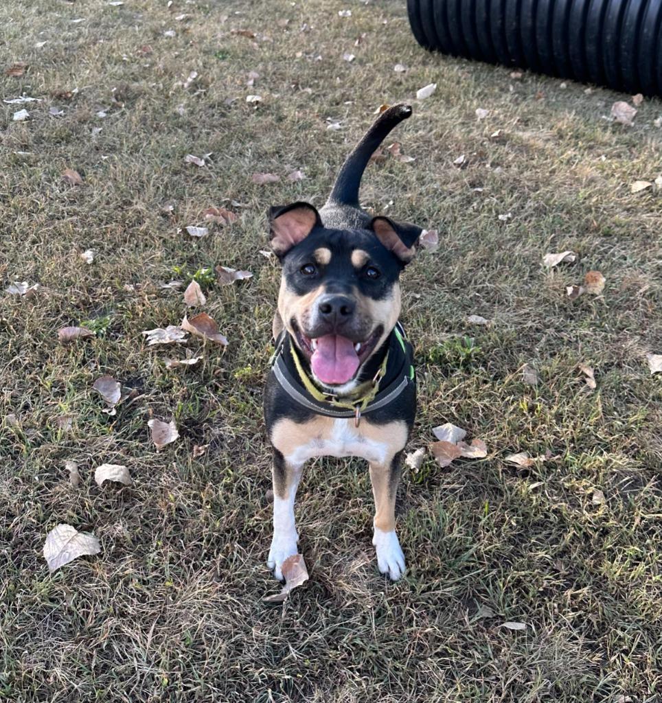 Meg, a Adoptable mixed breed in South Bend, IN image 5/6