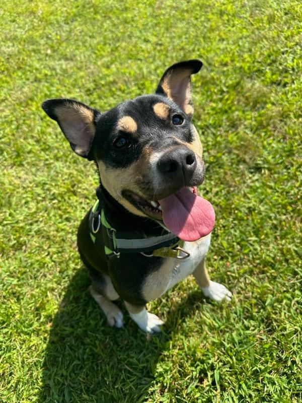 Meg, a Adoptable mixed breed in South Bend, IN image 6/6