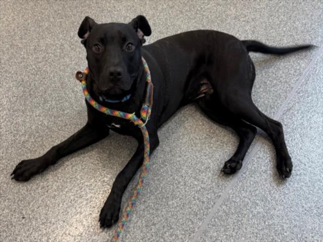 DUSTIN, Adoptable, Young Male Pit Bull Terrier.
