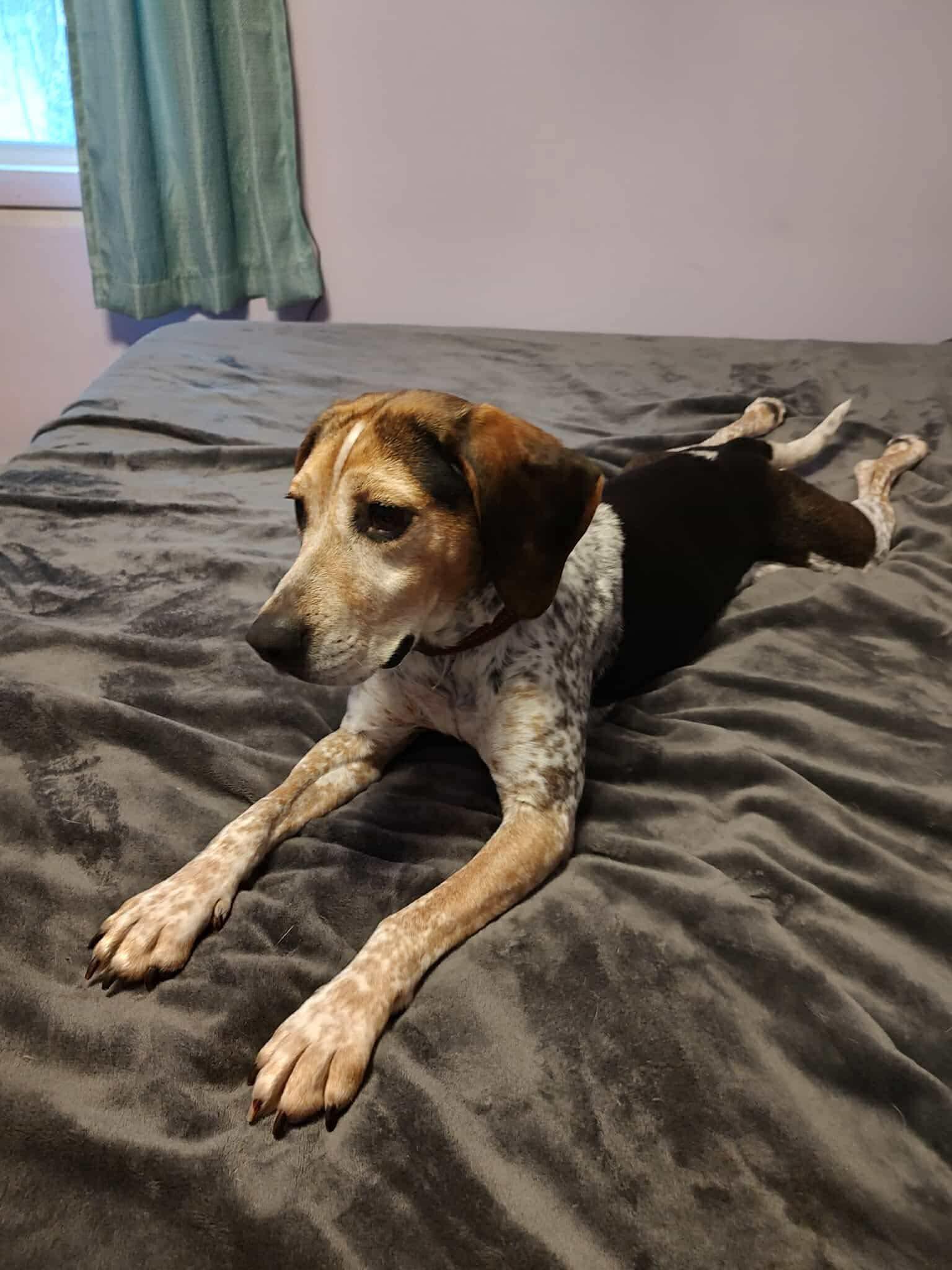 Darla, a ADOPTABLE mixed breed image 1/4