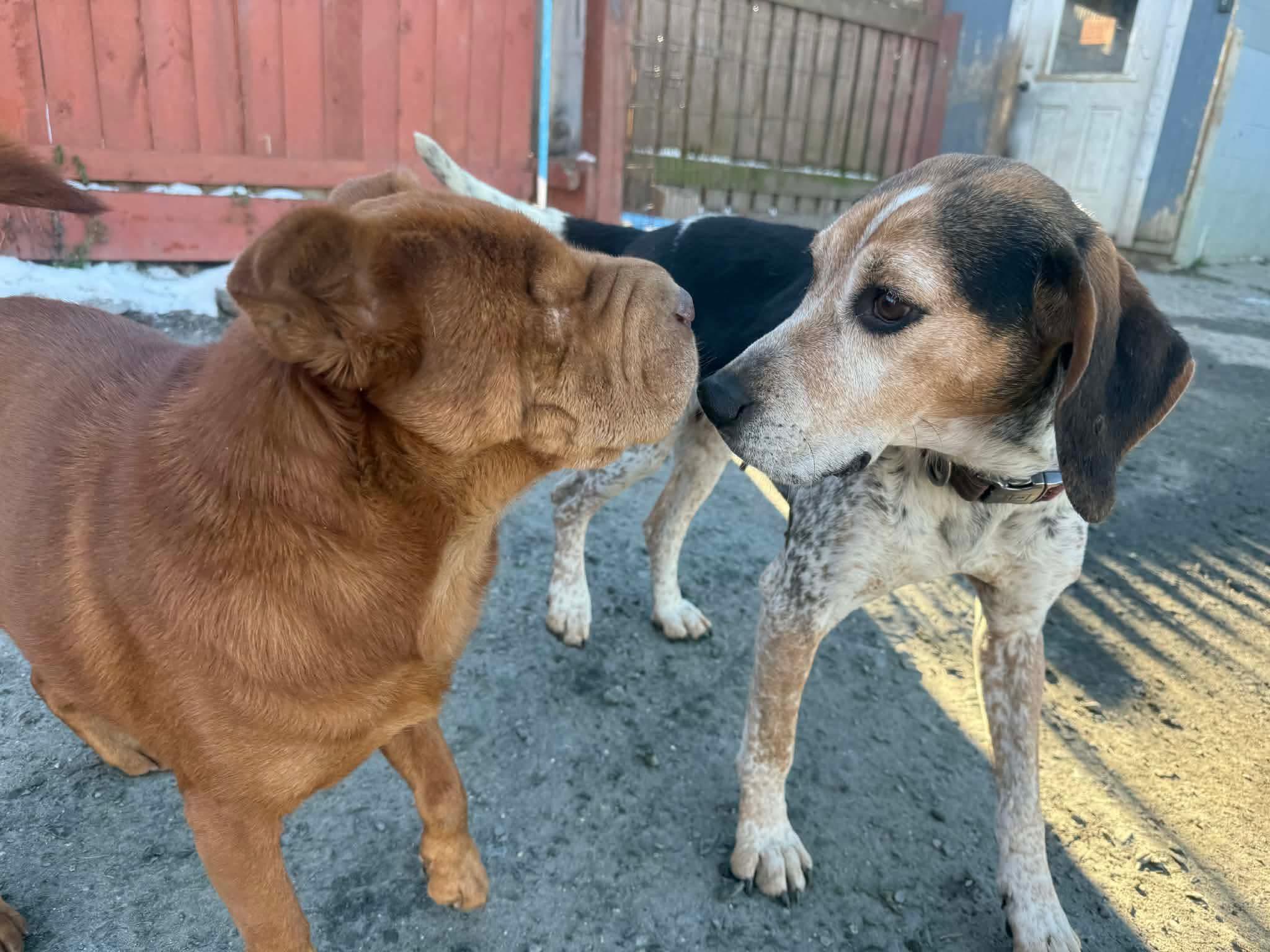 Darla, a ADOPTABLE mixed breed image 2/4